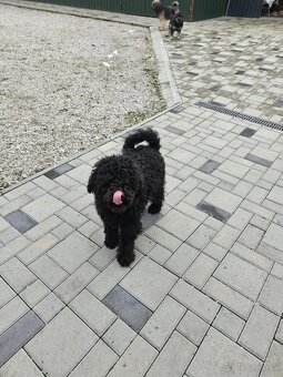 Pumi+Puli - 6