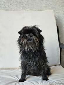 Opičí pinč šteniatka, affenpinscher s PP - 6