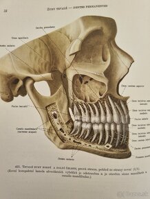 Atlas anatomie člověka II. a III. diel R.D.Sinělnikov - 6