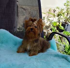 Ocean pearl Yorkshire terrier - 6