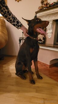 DOBERMAN S FCI P.P - 6