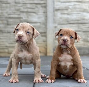 American bully xl, pitbull xxl - 6