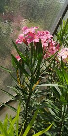 Oleander - Oleandre - 6