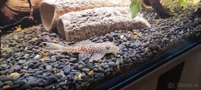 Aphanotorulus emarginatus pleco L011 - 6