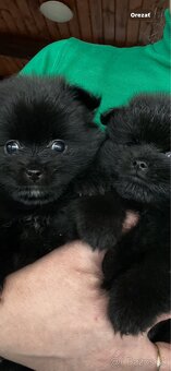 Pomeranian mini - 6