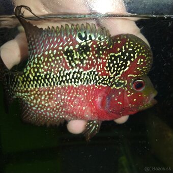 Flowerhorn SRD pár - 6