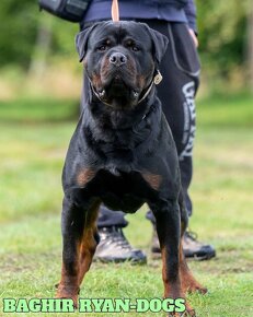 Rottweiler - šteniatka s preukazom pôvodu - 6