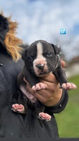 American Bully - 6