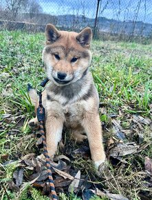 Shiba inu s FCI PP - 6