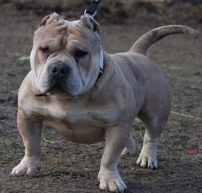 American bully pocket - 6