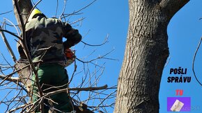 Opiľovanie a spiľovanie rizikových stromov, Arboristika - 6