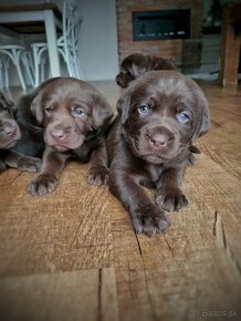 Šteniatka čokoládového labradora - 6