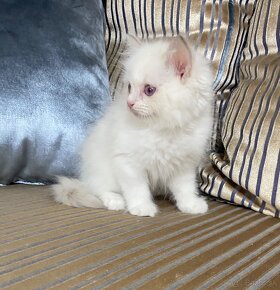 Ragdoll Lilac Bicolor kocúr - 6