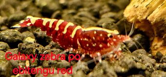 Krevetky caridina - 6