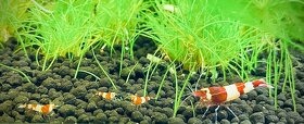 Krevety caridina taiwan bee wine red - 6