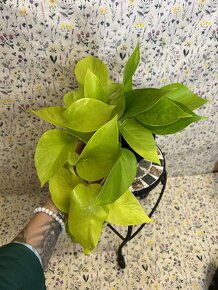 Epipremnum Golden Pothos - 6