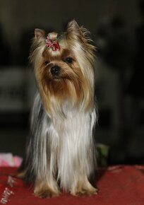 YORKSHIRE TERRIER s PP rodokmenom - 6