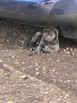 Cane Corso šteniatka - 6