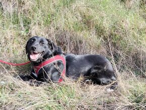 Darujem sučku Lessie - mix retriever - 6