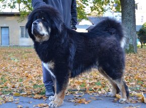 Tibetská doga (Tibetan Mastiff) - 6