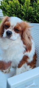 Cavalier  King - 6