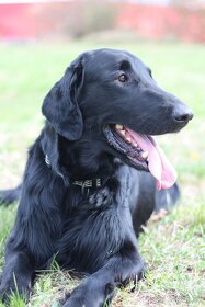 Flat Coated Retriever - chovný pes ke krytí - 6