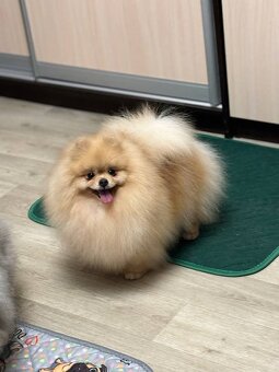 Pomeranian mini šable - 6