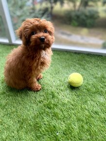 Cavapoo - 6