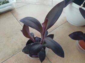 Tradescantia purple hearts 1ks/2,50€+posta - 6