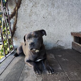 Stafordšírský bulteriér bullterrier modry psik - 6