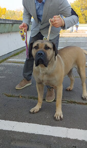 Predam krasne steniatko Kanarska Doga / Presa Canario s PP - 6