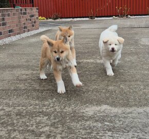 Akita Inu - 6