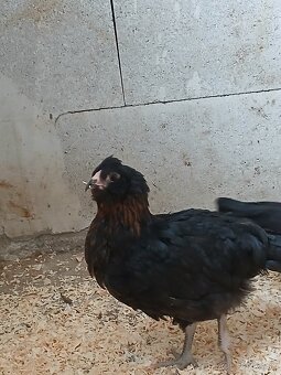 Ameraucana čierna, levanduľová Araucana kuriatka - 6