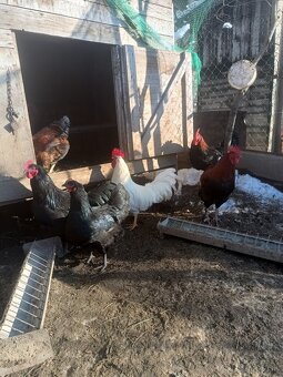 Leghorn, Australorpka, Marans medenokrky kohút - 6