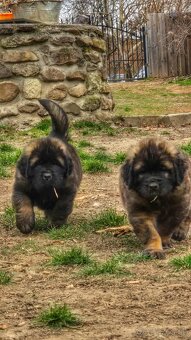 Leonberger s PP - 6