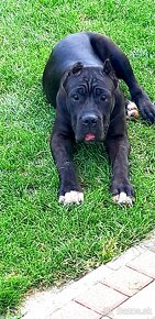 Cane Corso s PP šteniatka - 6