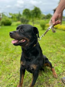 Rotvajler , Rottweiler- psík. - 6