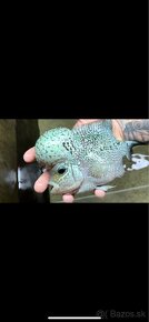 king kamfa blue pearl Flowerhorn samec TOP - 6