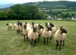 Clun Forest jahňatá baran ovce Beranek jahňa jahniatko beran - 6