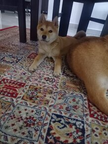 Shiba inu - 6