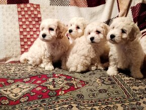 Maltipoo - 6