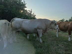 Charolais - 6