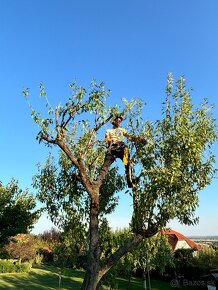 Arboristika, Spilovanie, Opilovanie, Výrub stromov - 6