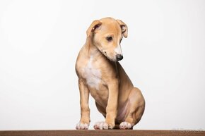 Whippet / vipet - 6