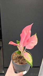 Aglaonema pink star - nadherna unikatna izbova rastlina - 6