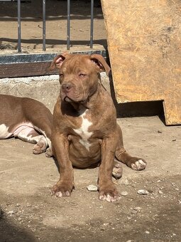 American Bully - 6