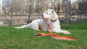 Štěně - Irish Soft Coated Wheaten Terrier - 6