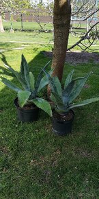 Kaktus AGAVE - 6