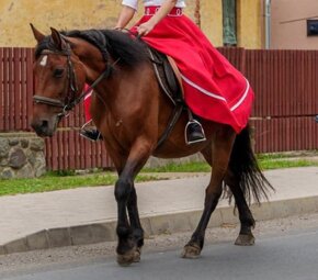 9 mesačný žrebec na predaj - 6