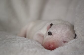 Mini bulterier / Miniature Bullterrier - rezervácia - 6